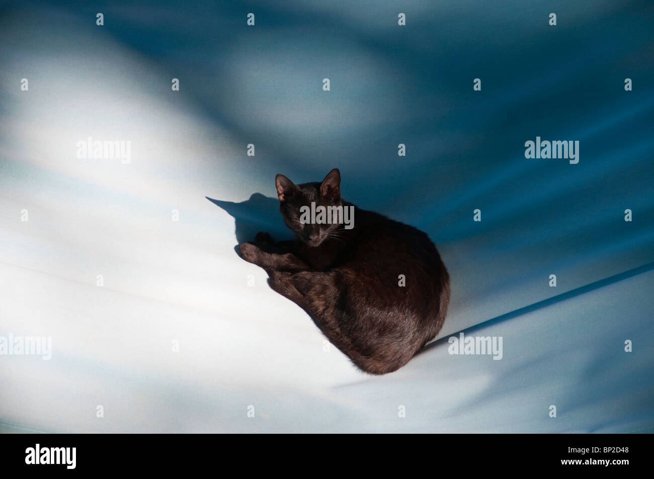 Un Chat High Resolution Stock Photography And Images Alamy