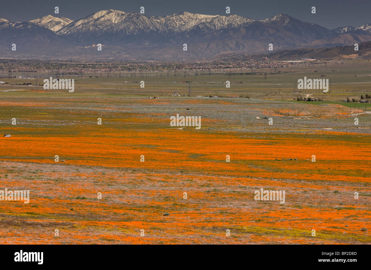 Masses of Californian Poppies in the Antelope Valley, with the San Gabriel Mountains beyond; south California. Stock Photo