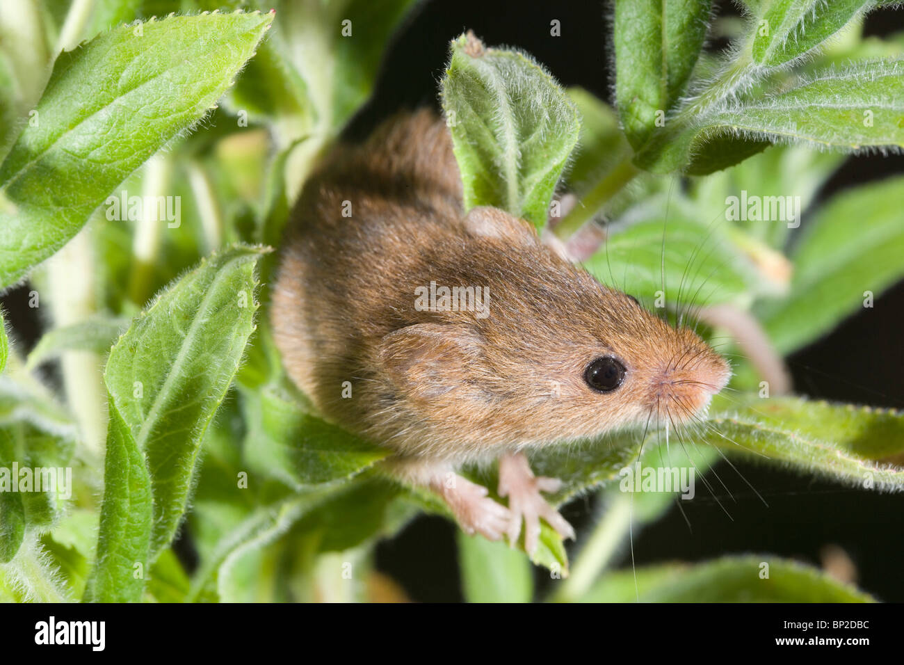 Harvest Mouse (Micromys minutus). Climbing amongst foliage of Great Willowherb (epilobium  hirsutum. Stock Photo