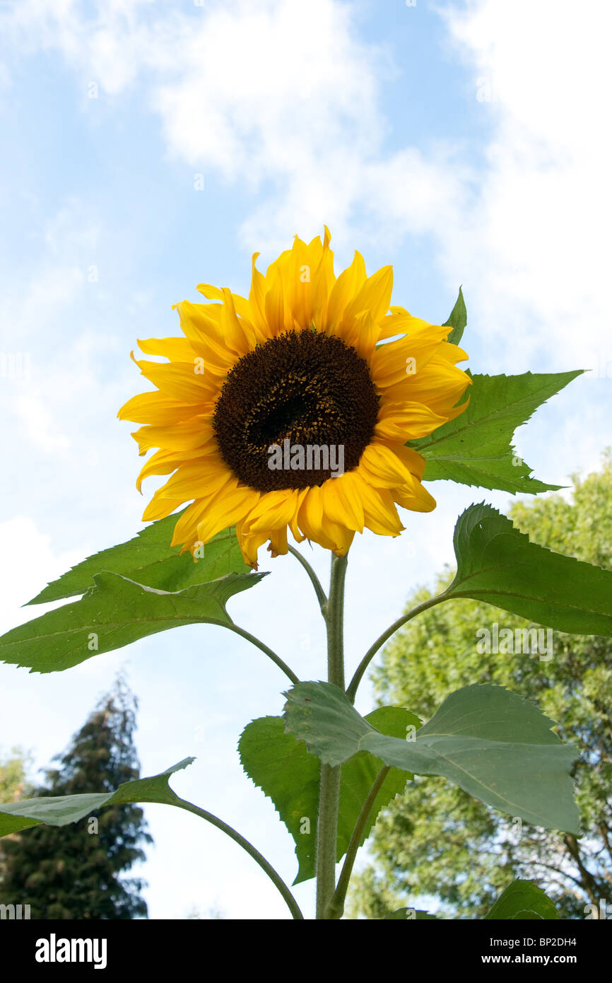 Sunflower Helianthus Annuus Bird Seed Stock Photo Alamy
