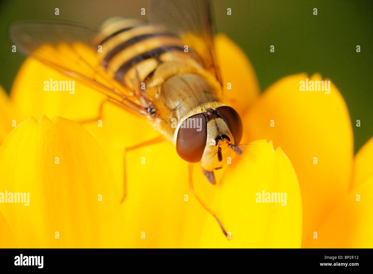 Female Hoverfly standing on a yellow marigold flower. Epistrophe grossulariae Stock Photo