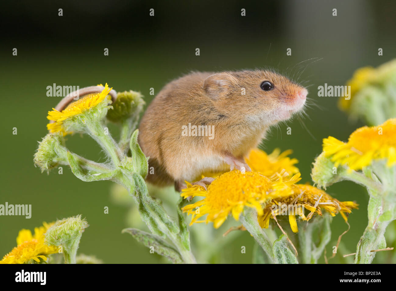 Harvest Mouse (Micromys minutus), on Fleabane (Pulicaria dysenterica). Prehensile tail holding flower head. Stock Photo