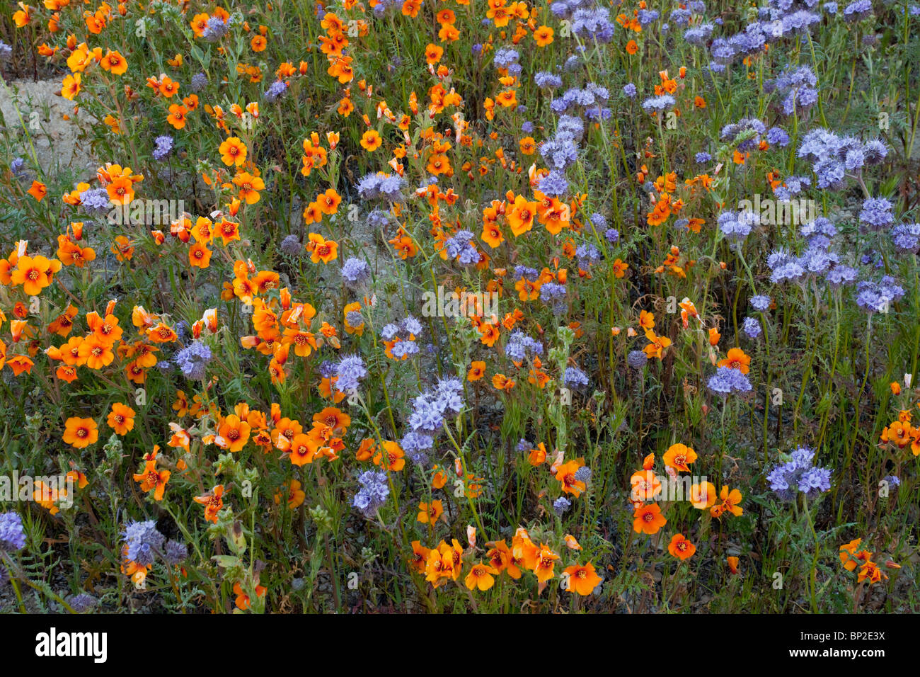Spectacular masses of wildflowers, especially San Joaquin blazing star Mentzelia pectinata in The Temblor Range Stock Photo