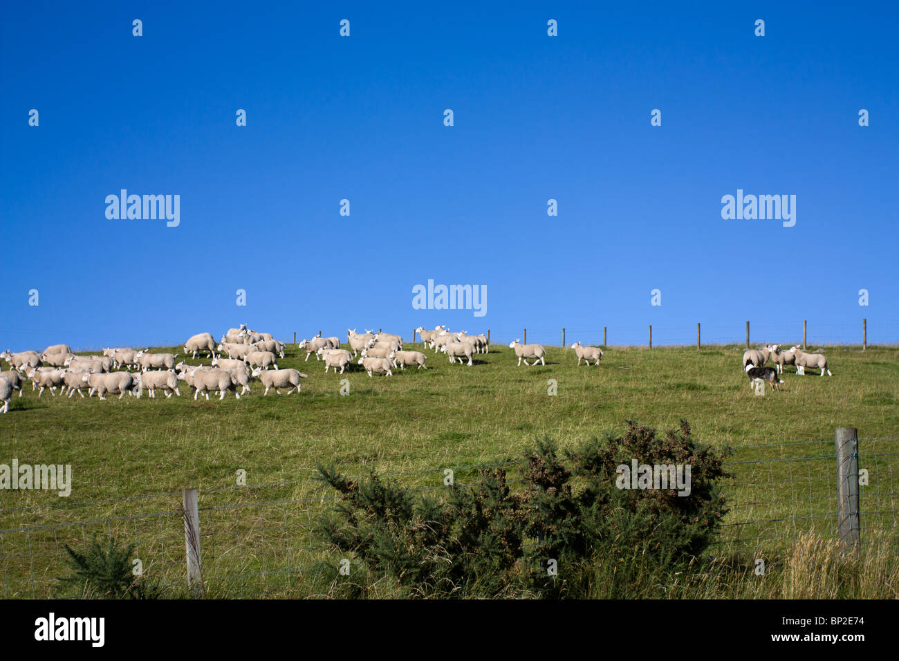 Border collie working dog rounding up sheep on a scottish highland hillside. Stock Photo