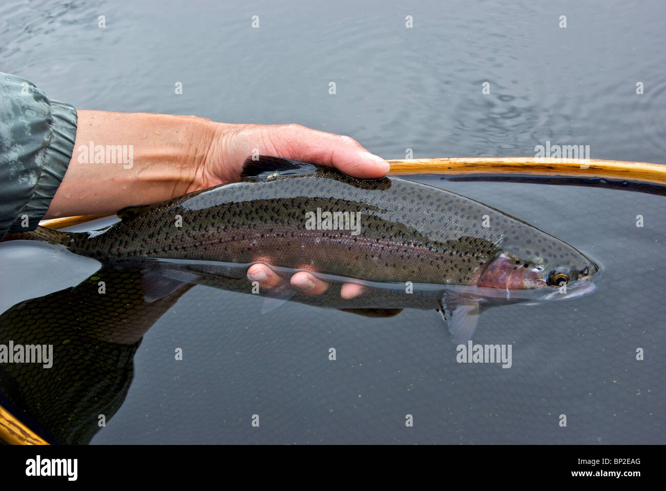 Hand holding hefty sport caught pink striped Mamit Lake BC wild rainbow trout in landing net before release Stock Photo