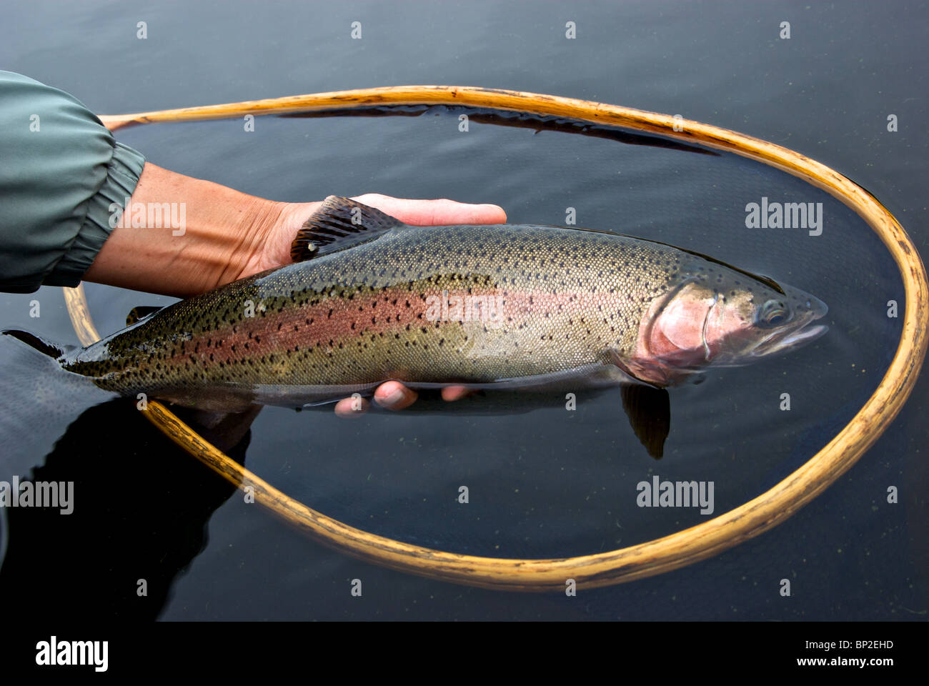 The big rainbow trout hi-res stock photography and images - Page 3