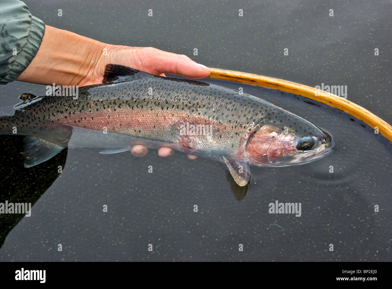 Hand holding hefty sport caught crimson striped Mamit Lake BC wild rainbow trout in landing net before release Stock Photo