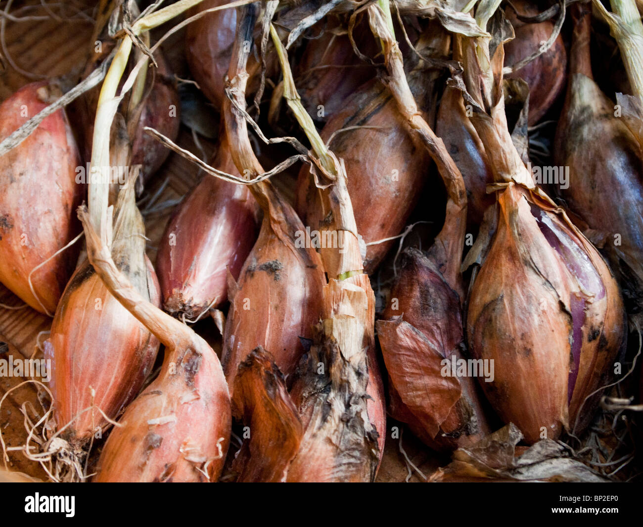 Shallots drying hires stock photography and images Alamy