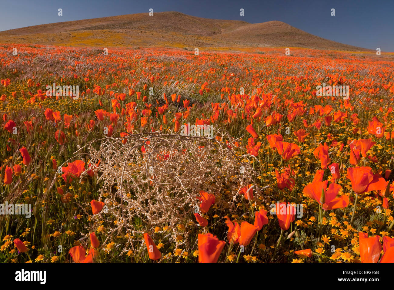 Tumbleweed Salsola tragus among Californian Poppies, Antelope Valley, southern California. Stock Photo
