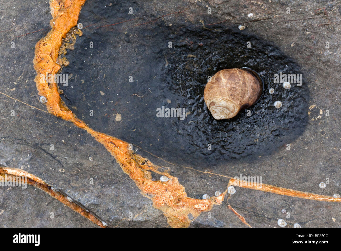 Periwinkle shell, Littorinidae, on rock, Northumberland, UK Stock Photo