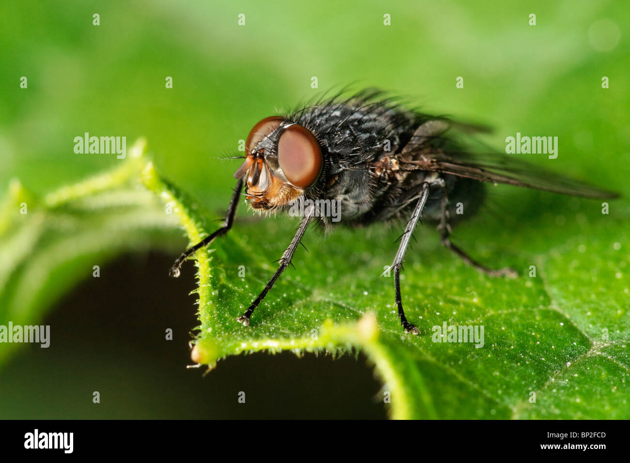 Fly standing on the edge of a leaf. Stock Photo