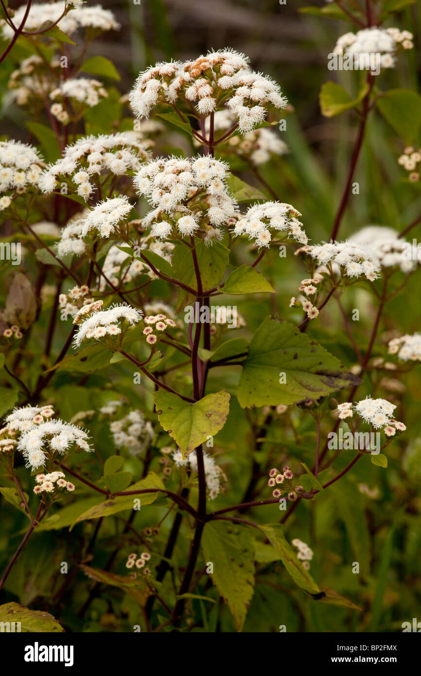 Sticky snakeroot, crofton weed, or Mexican devil Ageratina adenophora; a widely naturalised weed from Mexico. Stock Photo