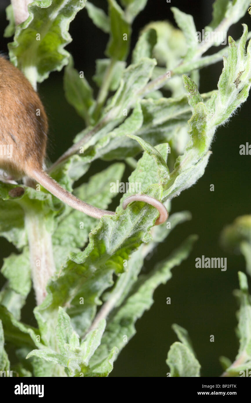 Harvest Mouse Micromys minutus. Showing semi-prehensile tail wrapped around leaves of plant. Stock Photo