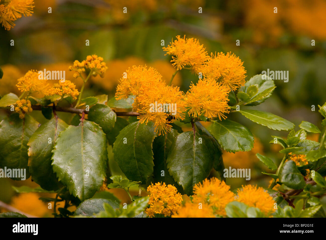 Azara dentata, an evergreen shrub from South America, also grown in gardens. Stock Photo