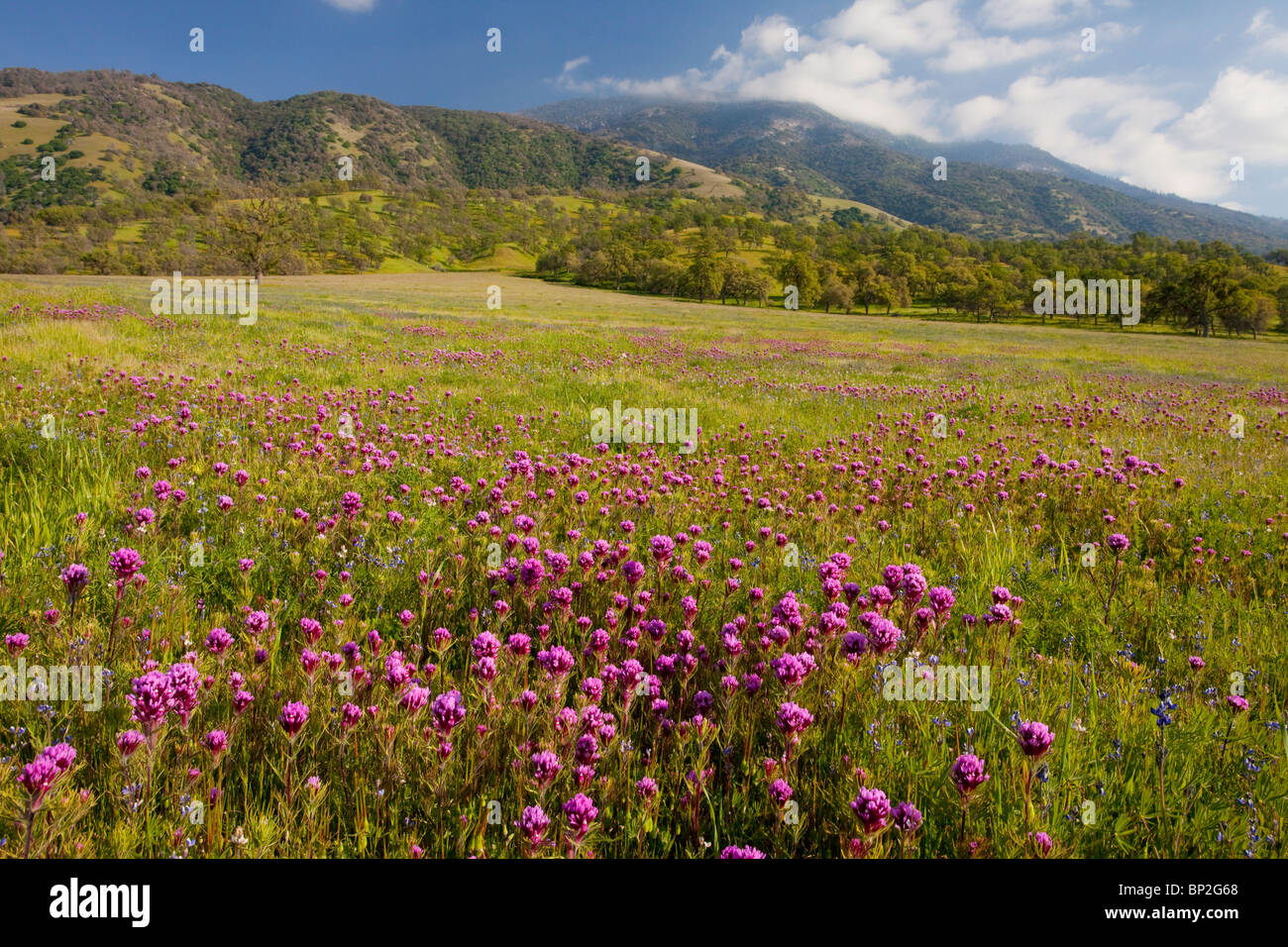 Flowery grassland with owl clover on the slopes of the Tehatchapi