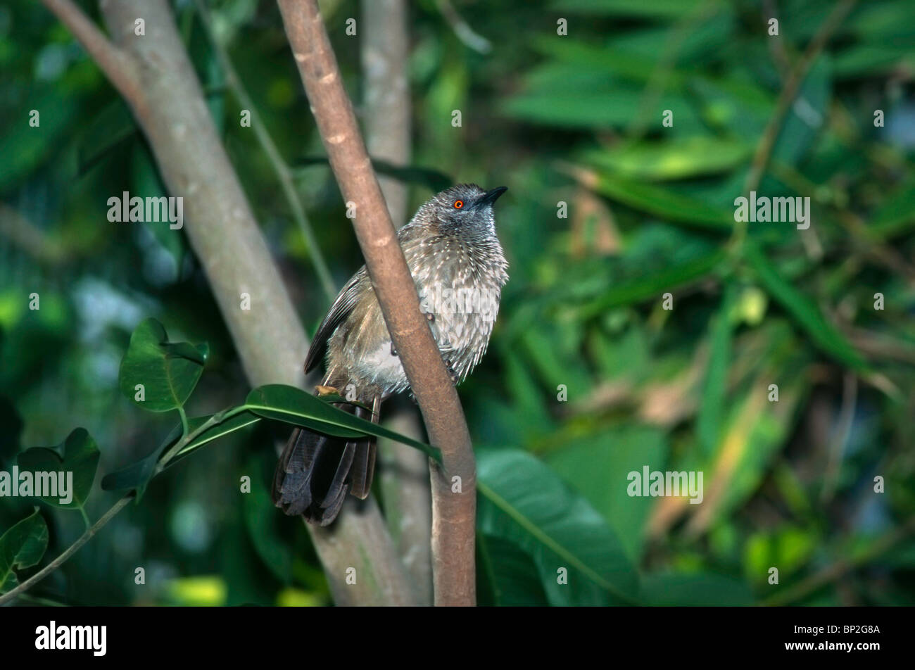 Arrow-marked Babbler Stock Photo