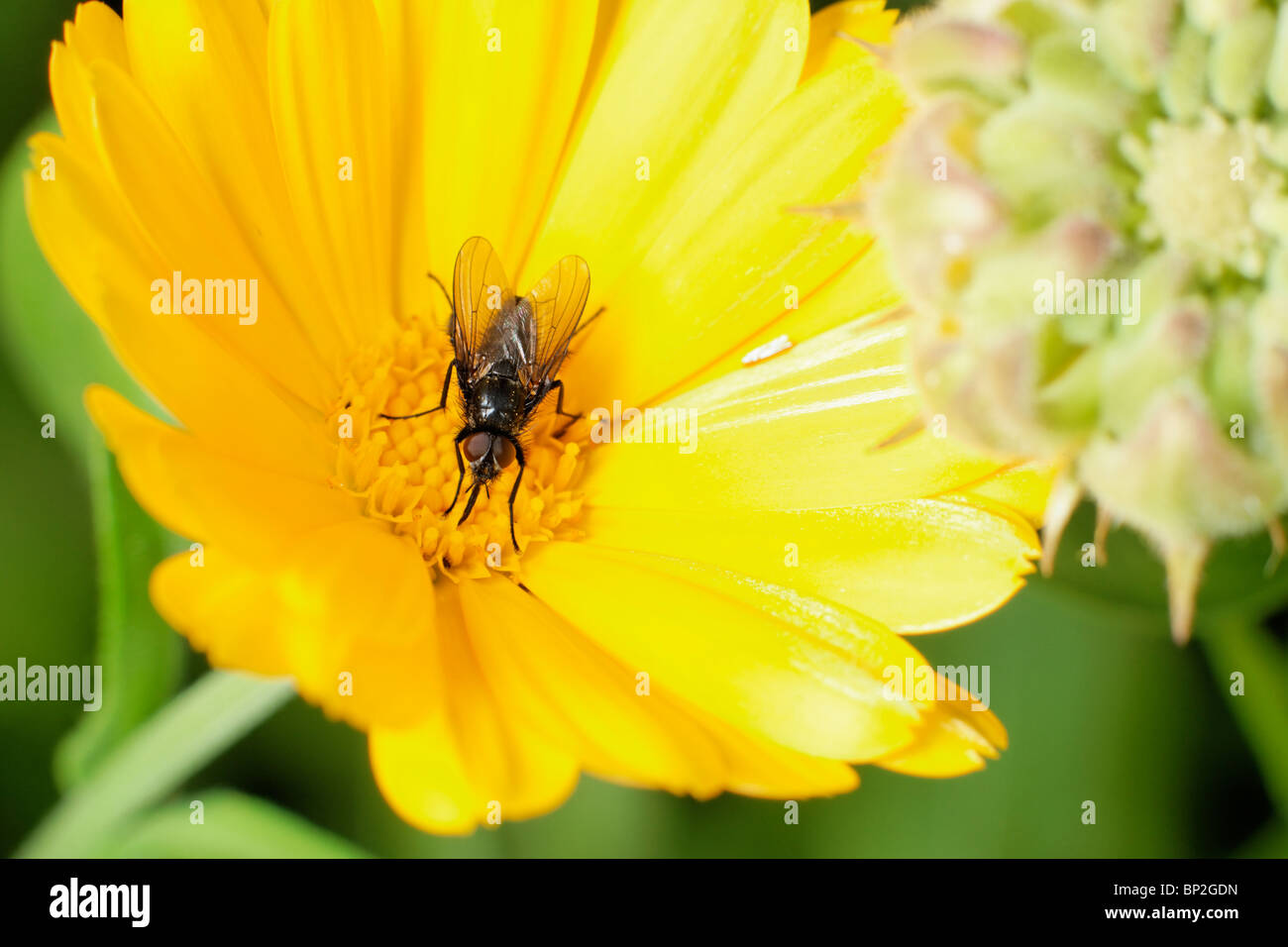 Fly feeding on a Marigold flower Stock Photo Alamy