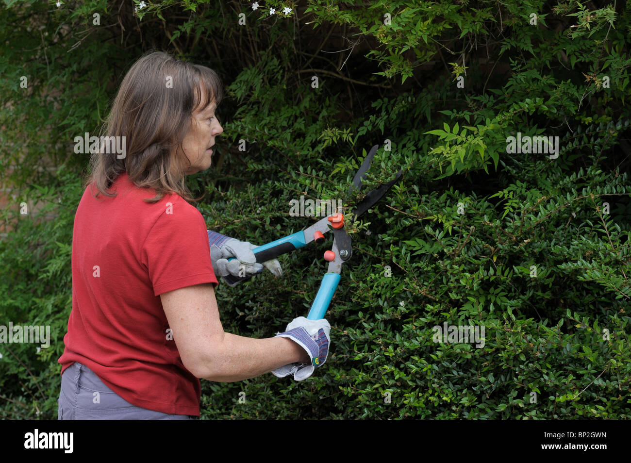 Women cutting hedge with hand shears Photos by Alan Edwards www.f2images.co.uk Stock Photo