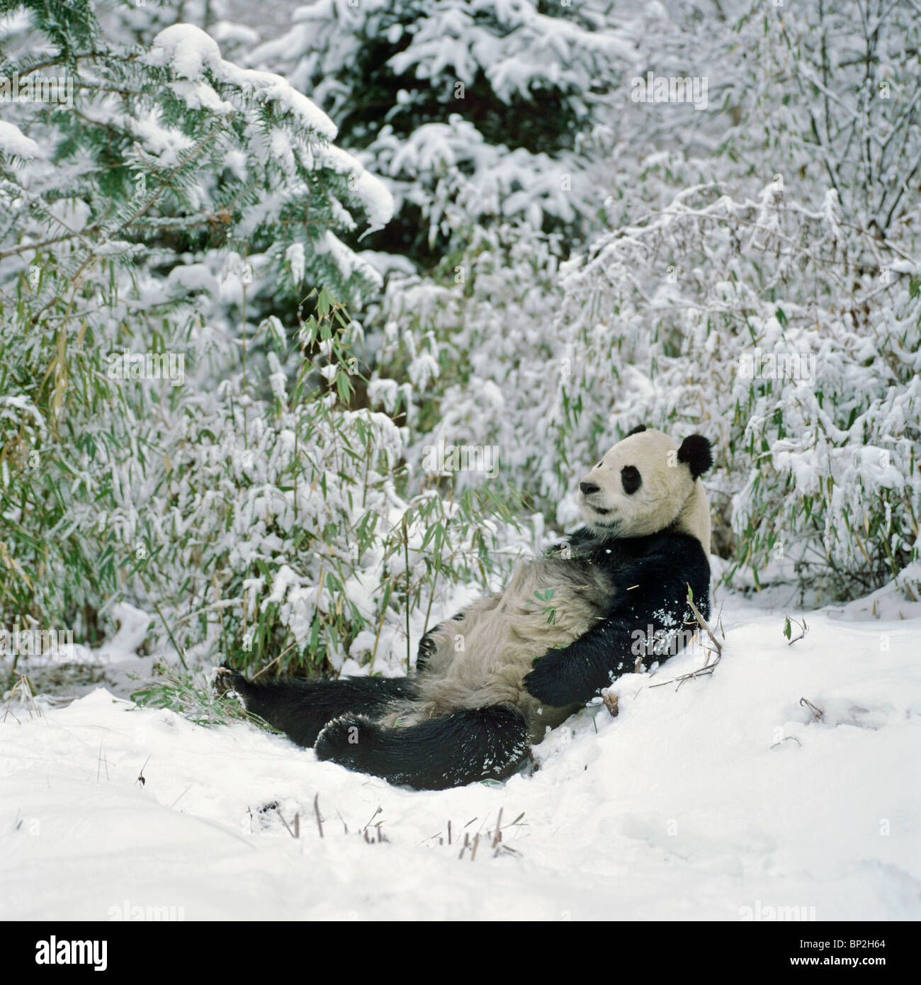 Giant panda lying back in snow after feeding, Wolong China Stock Photo