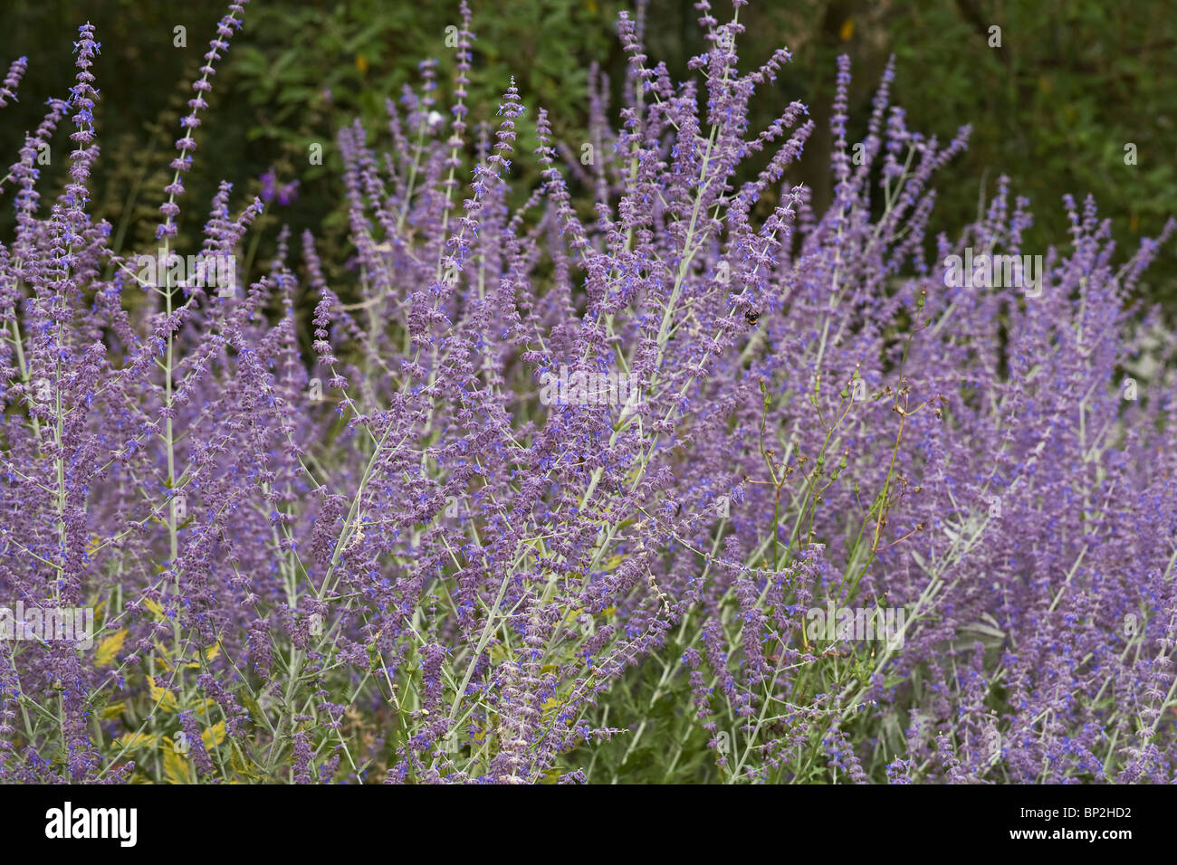 Perovskia, Blue Spire, Atriplicifolia Russian Sage Flower Stock Photo