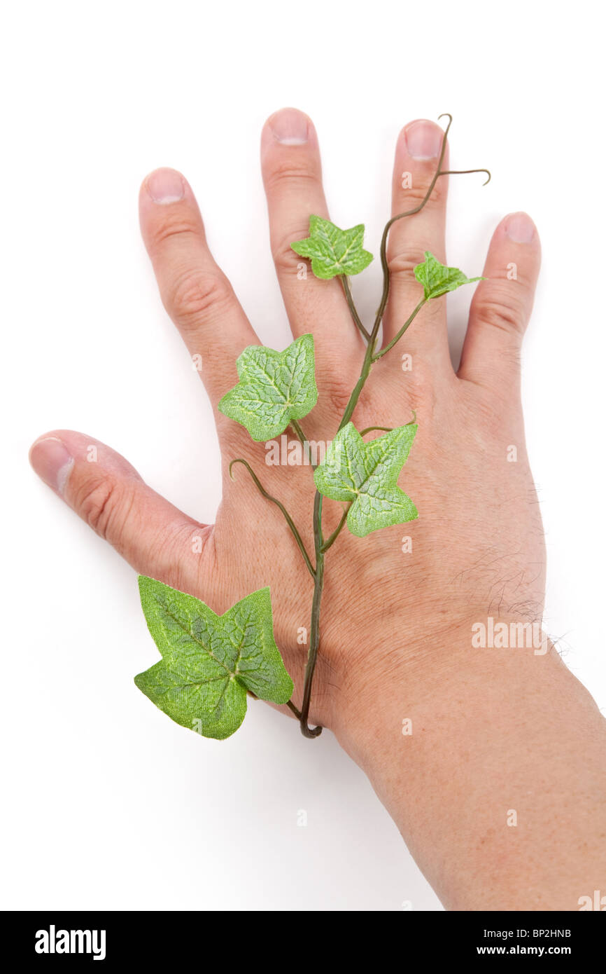 Green Ivy and hand with white background Stock Photo