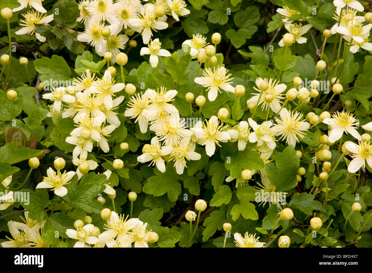 Pipestem Clematis Clematis lasiantha in flower; south California. Stock Photo
