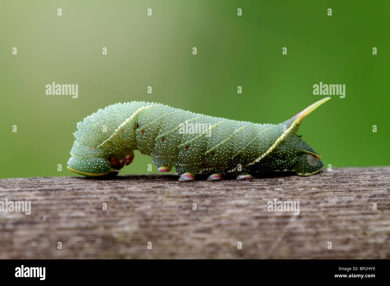 Poplar Hawk Moth Caterpillar Hi res Stock Photography And Images Alamy Poplar Hawk Moth Caterpillar Hi res Stock Photography And Images Alamy