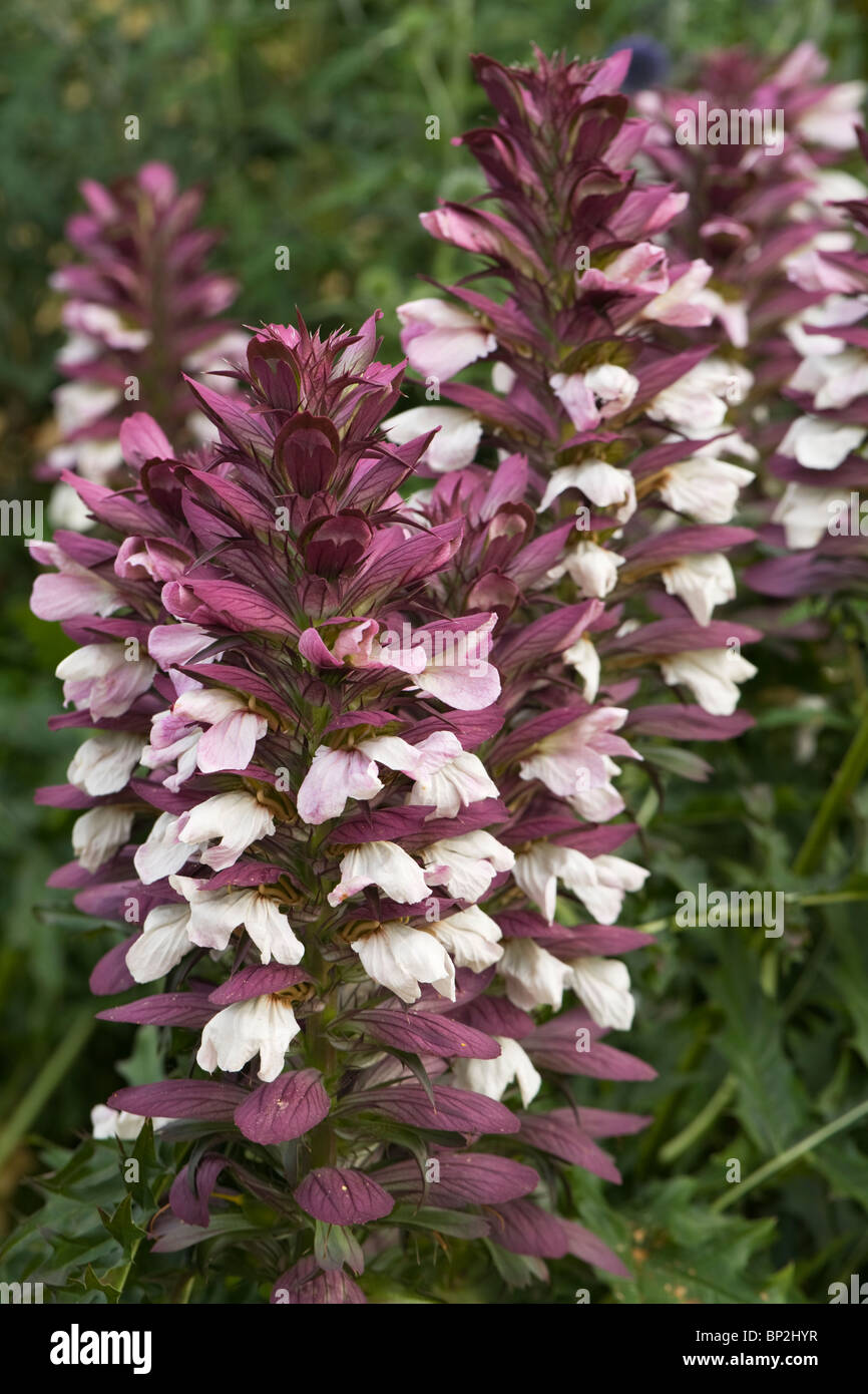 Acanthus mollis hi-res stock photography and images - Alamy