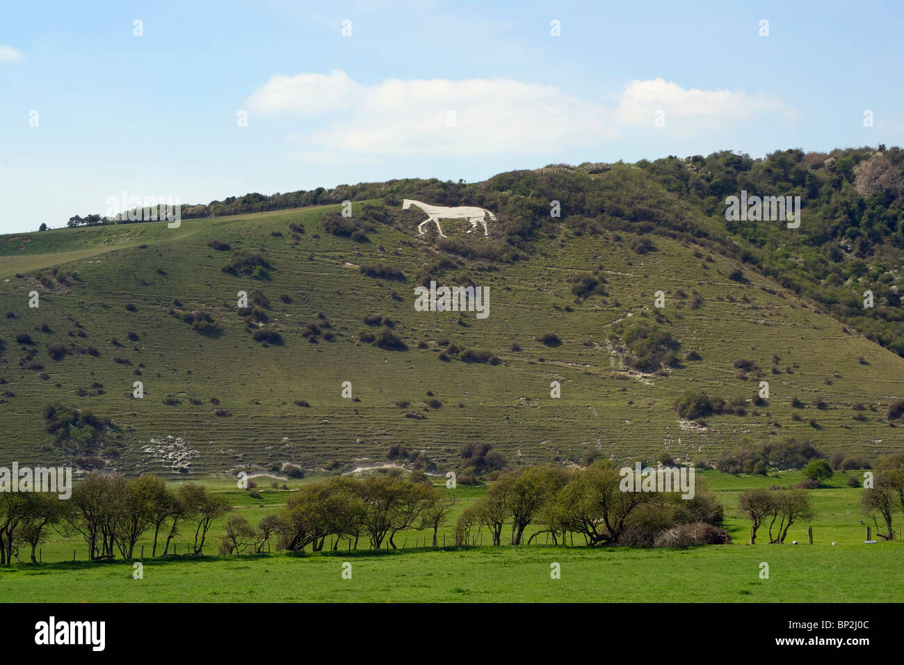 Chalk white horse Stock Photo Alamy