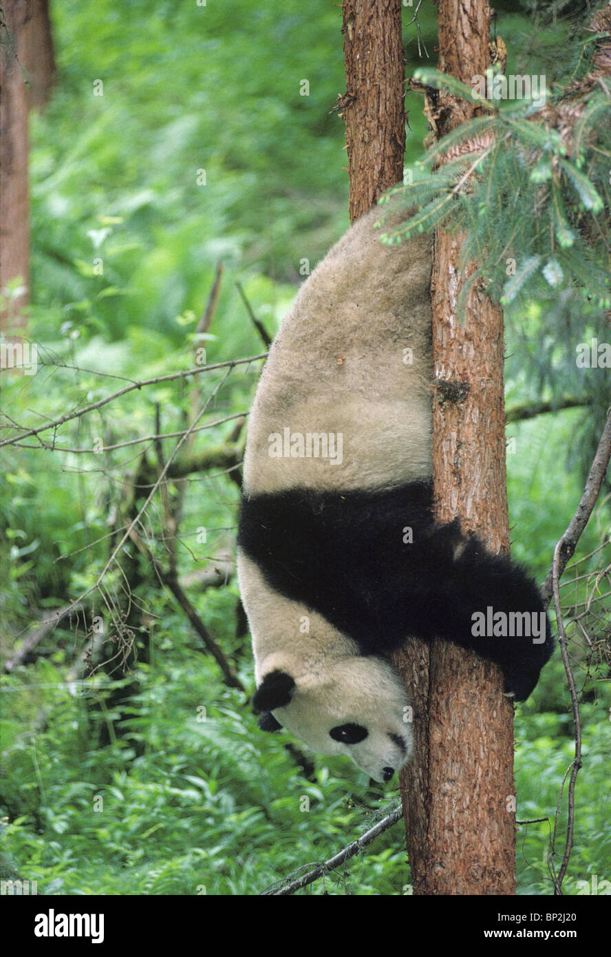 Giant panda sliding head first down tree, Wolong, China, June Stock Photo