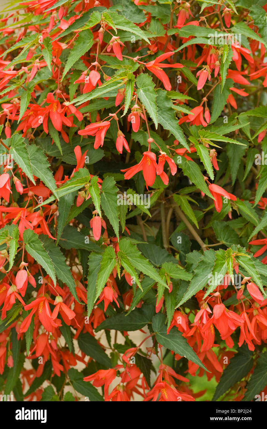Begonia Hanging Basket Begoniaceae Stock Photo
