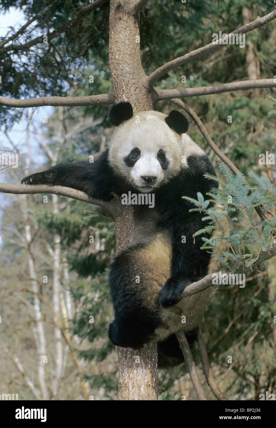Giant panda rests in a tree, Wolong China Stock Photo