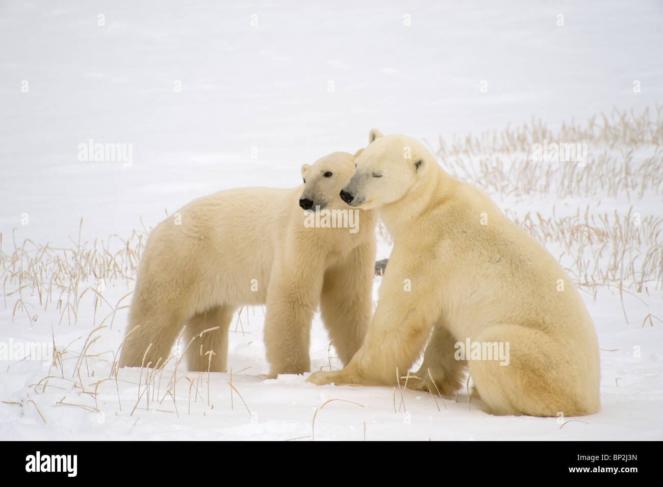 Two Polar Bears Stock Photo