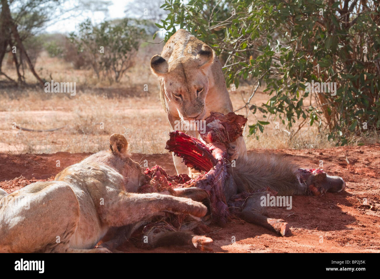African Lioness (Panthera Leo) with a cub, eating the killed waterbuck (Kobus ellipsiprymnus), Tsavo East National park, Kenya. Stock Photo
