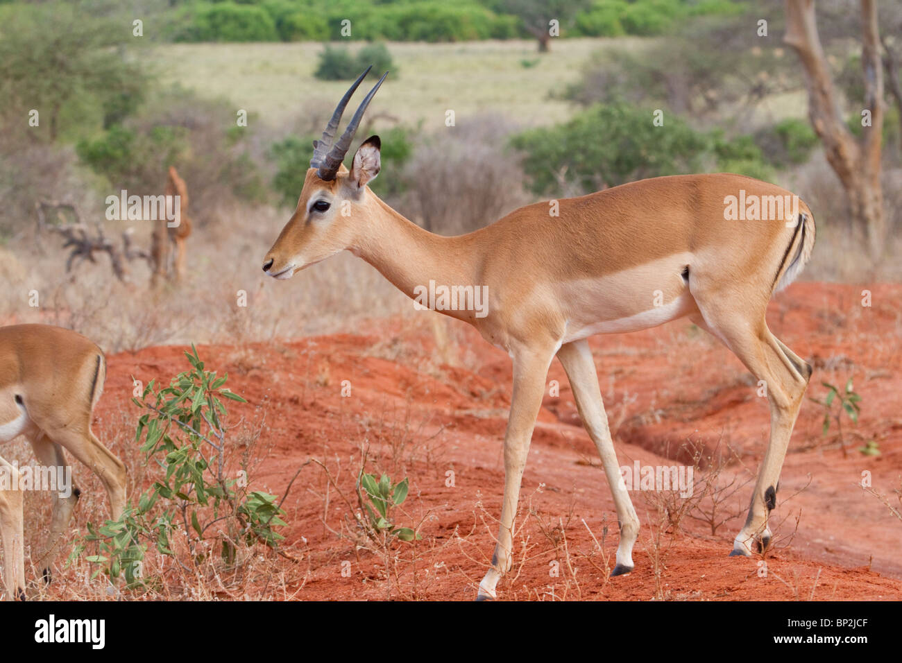 Impala (Aepyceros melampus) in national park Tsavo, Kenya. Stock Photo