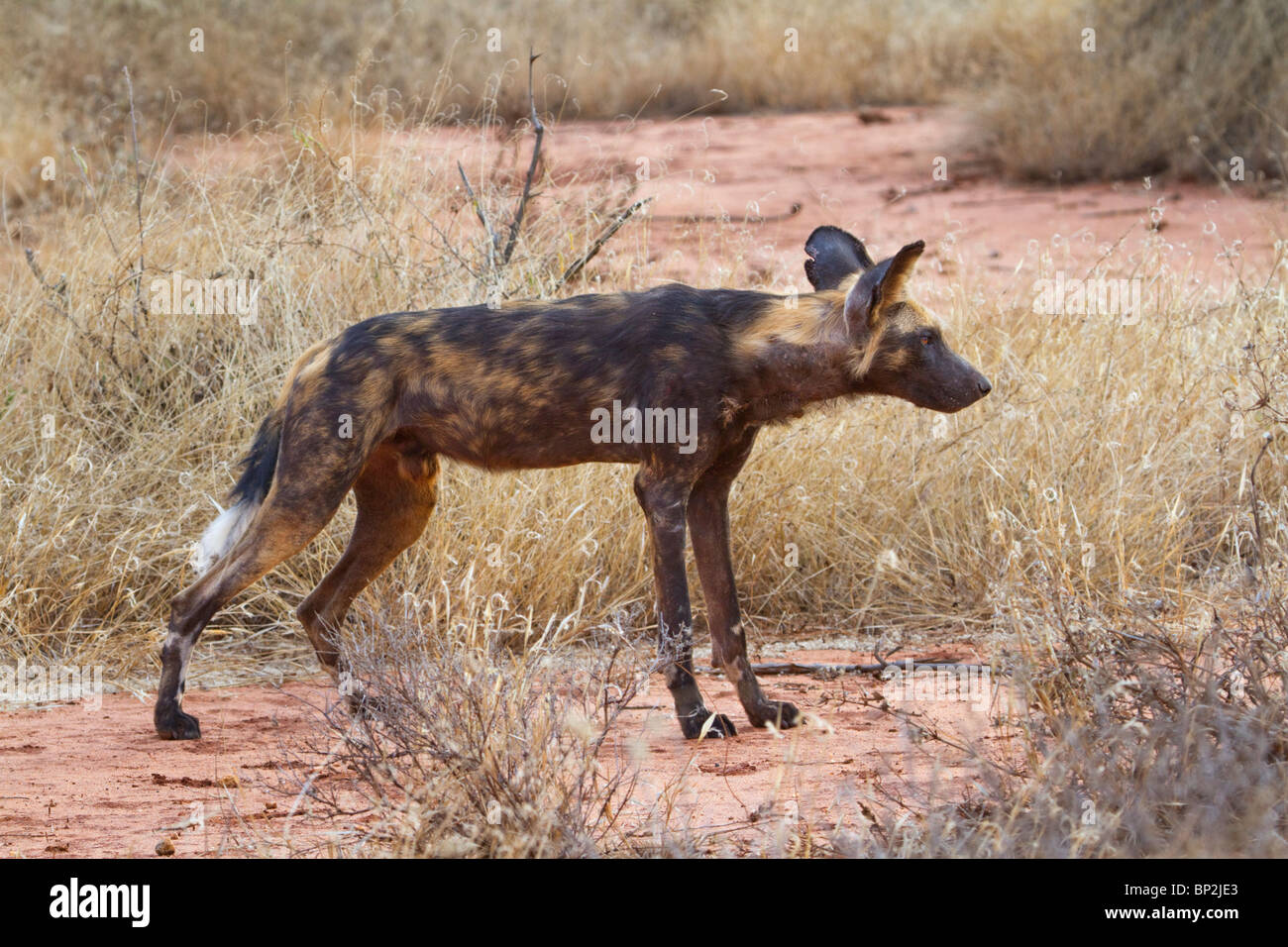African wild dog (Lycaon pictus), Tsavo East national Park, Kenya Stock Photo