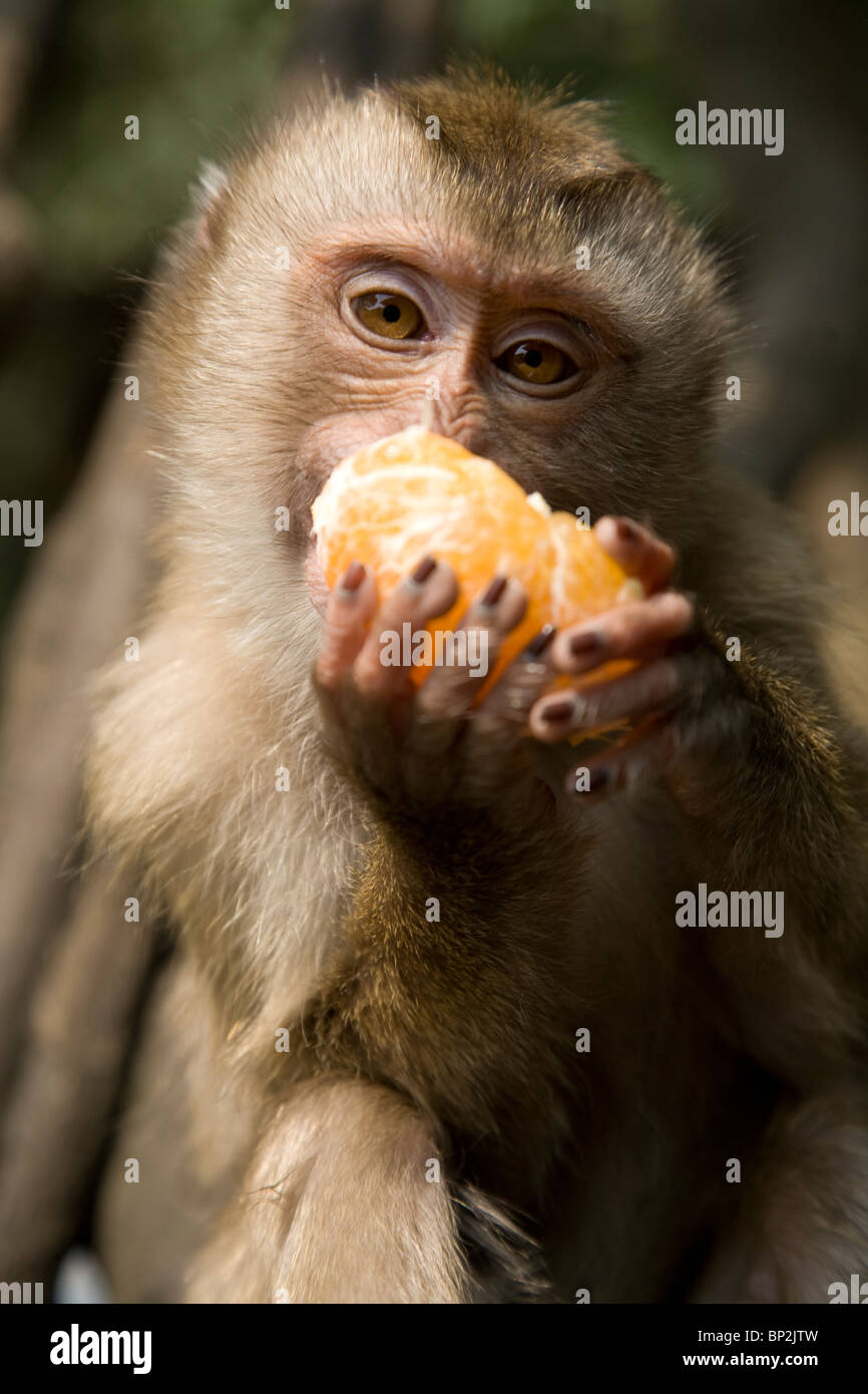 A longtail Macaque eating a Mandarin, Vang Vieng, Laos Stock Photo Alamy