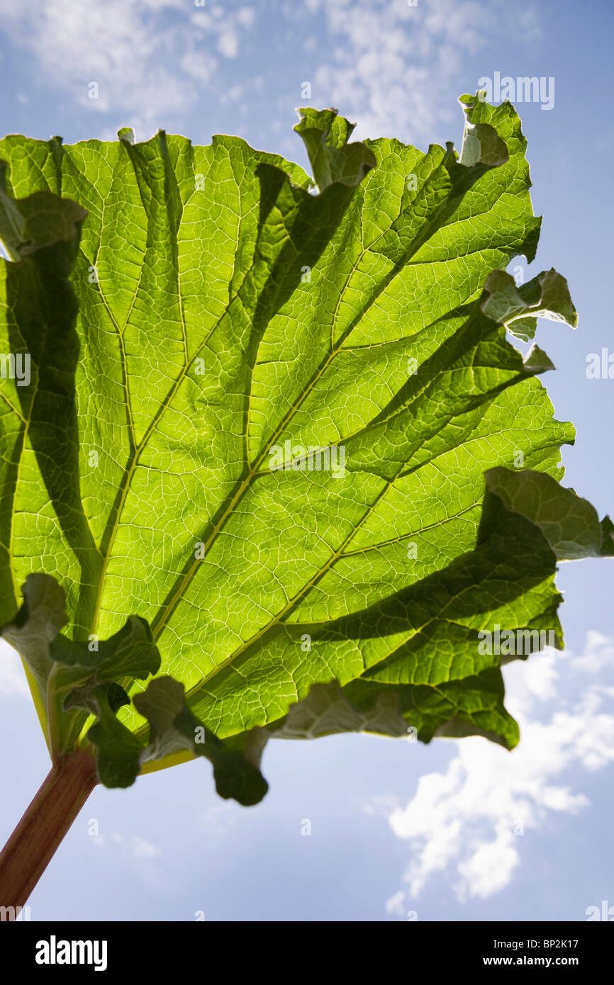 Calgary, Alberta, Canada; A Rhubarb Leaf Stock Photo