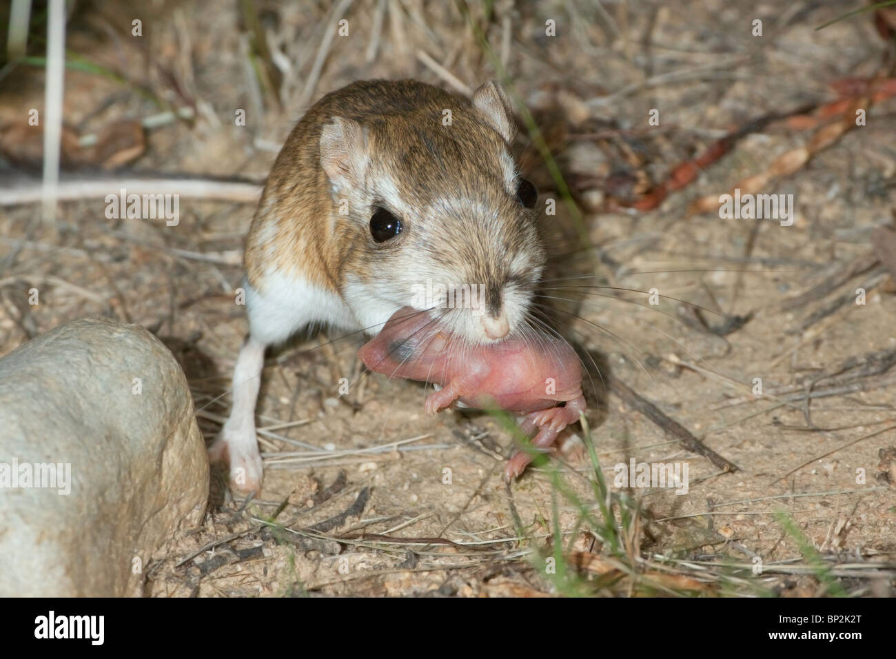 Merriam Kangaroo Rat aqdult with immature in mouth. Stock Photo