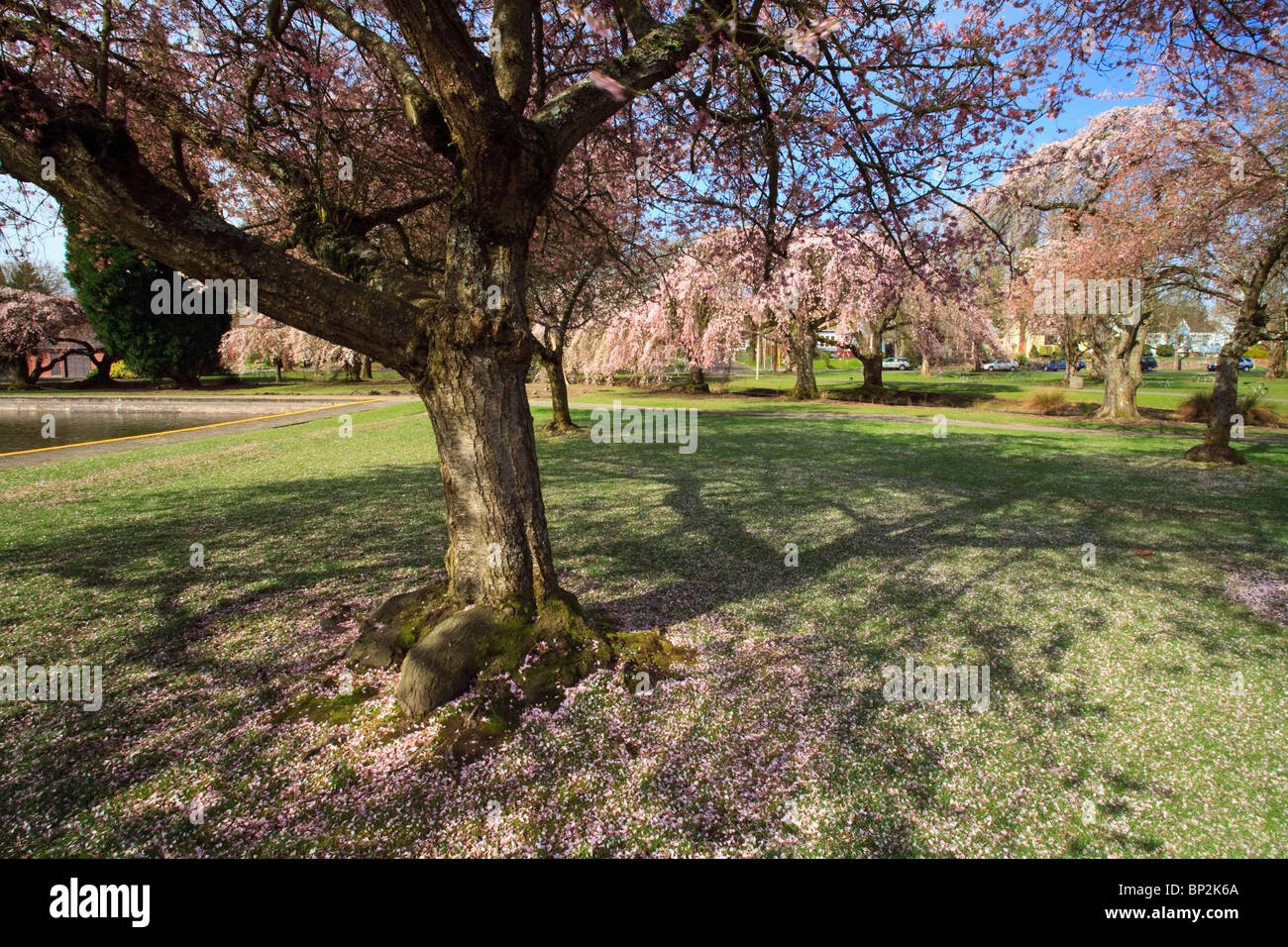 Pond cherry blossom trees hi-res stock photography and images - Alamy