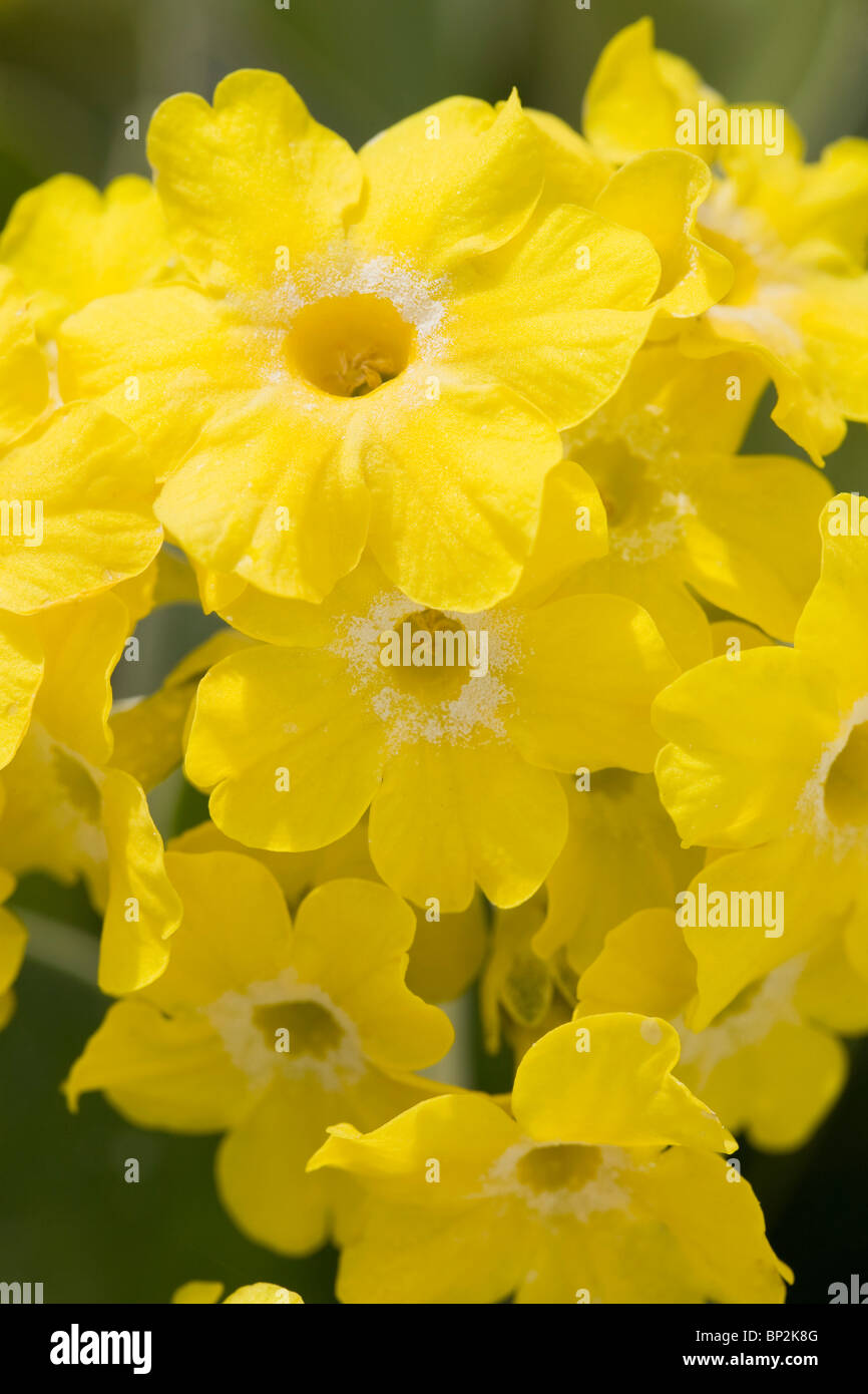 Calgary, Alberta, Canada; Yellow Primula Auricula Flowers Stock Photo
