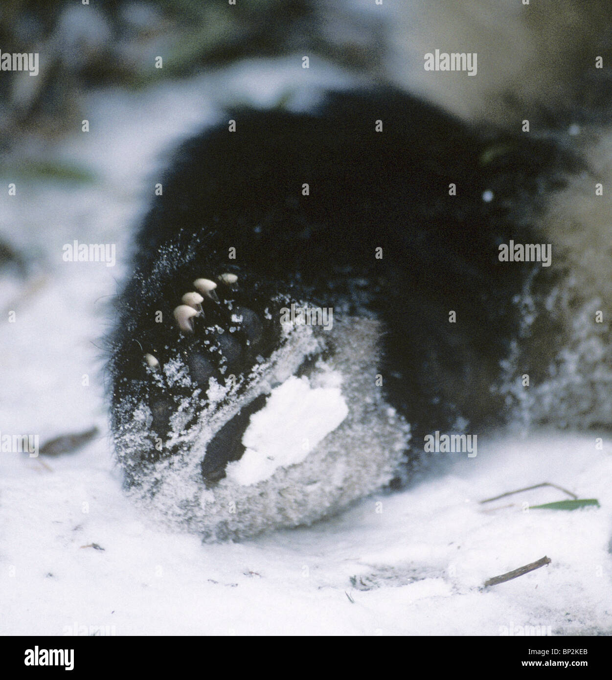 Underside of giant panda hind paw covered in snow in winter, Wolong, China Stock Photo