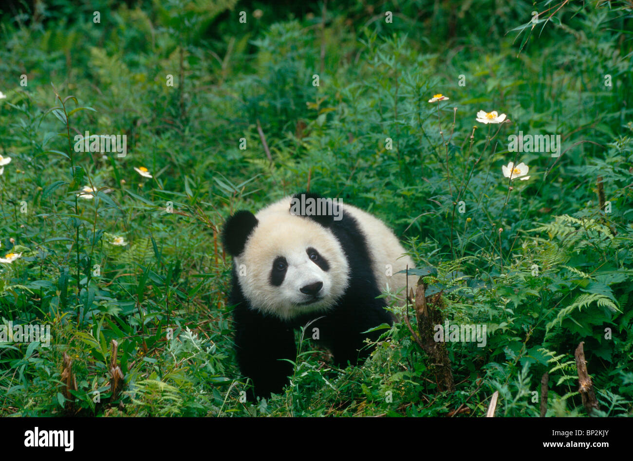 Young giant panda among anemones, Wolong, Sichuan Province, China, September Stock Photo