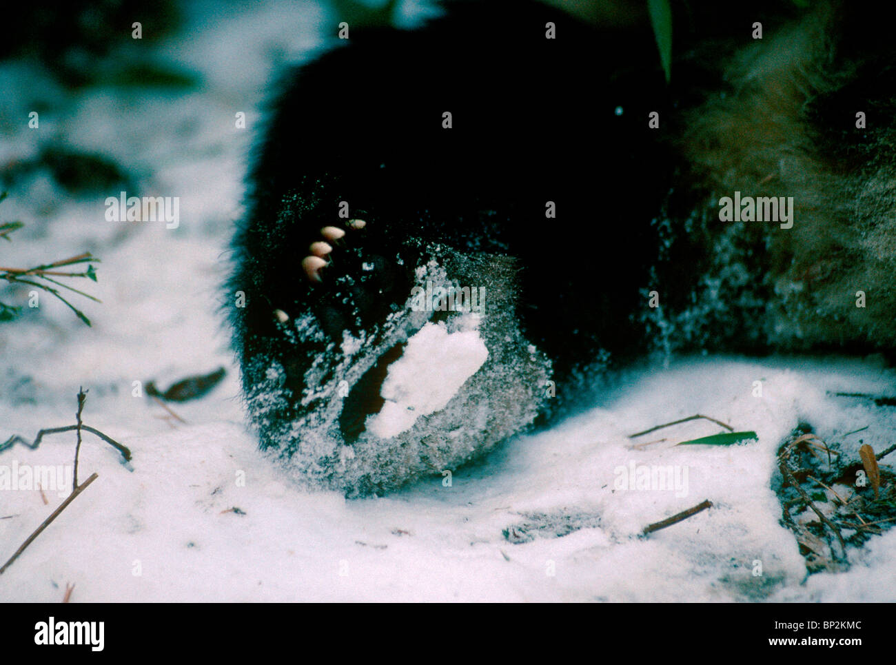 Underside of giant panda hind paw covered in snow in winter, Wolong, China Stock Photo