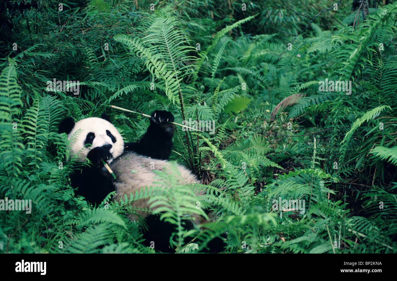 Young giant panda lying down among ferns to feed, Wolong China Stock Photo