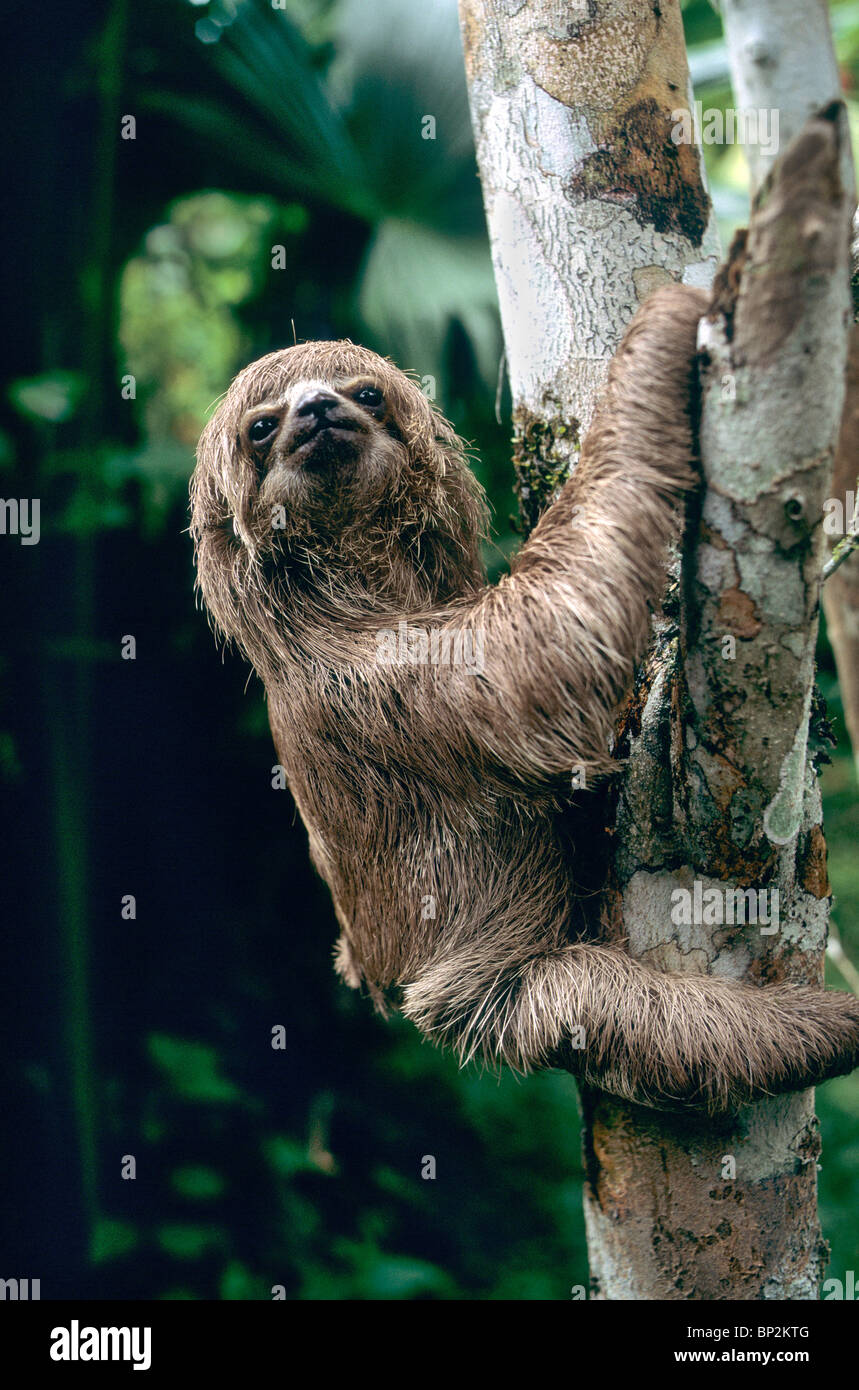 Three Toad Sloth, juvenile, climbing tree, Stock Photo