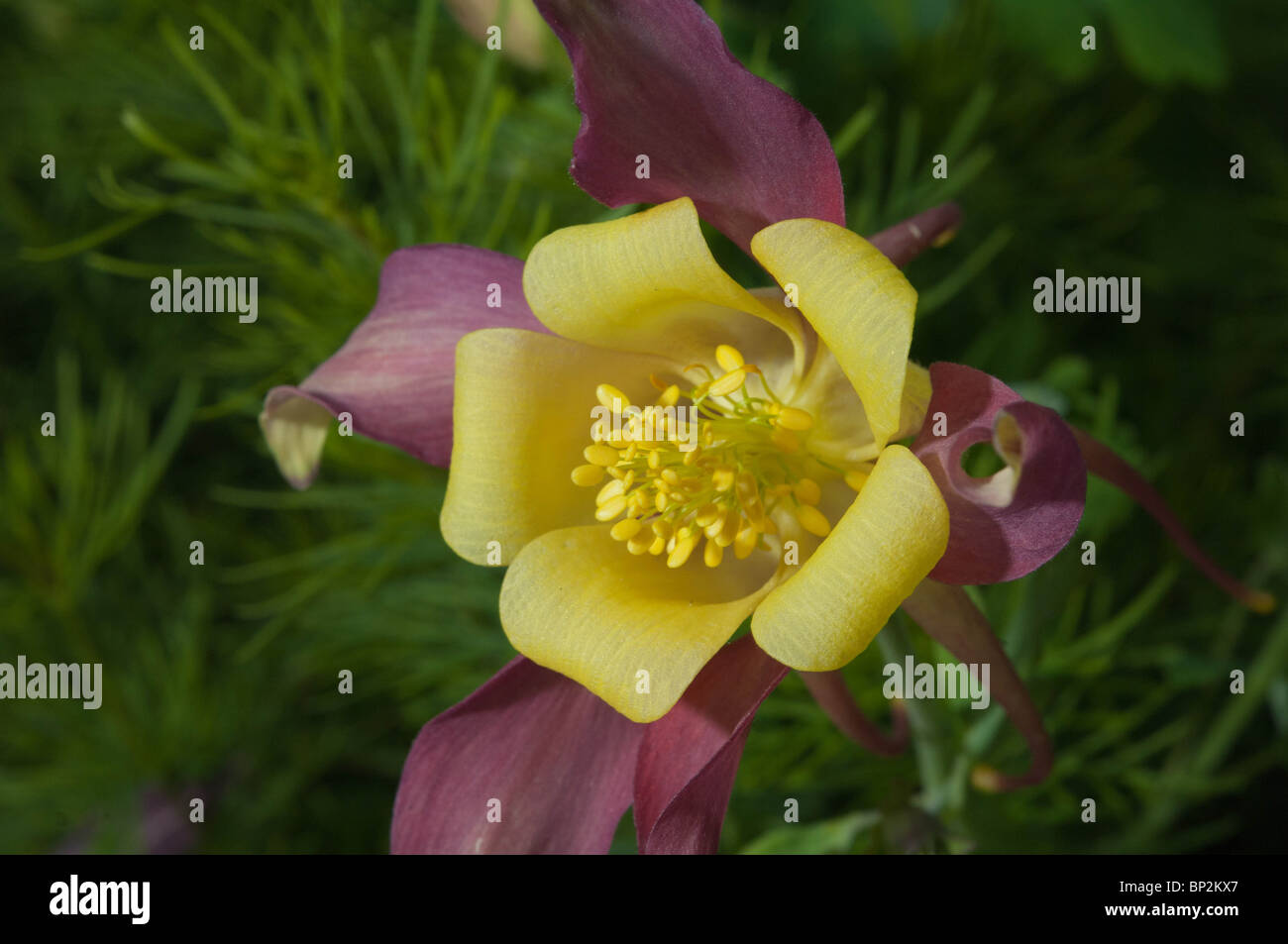 The columbine flower is a showy exotic bloom. Stock Photo