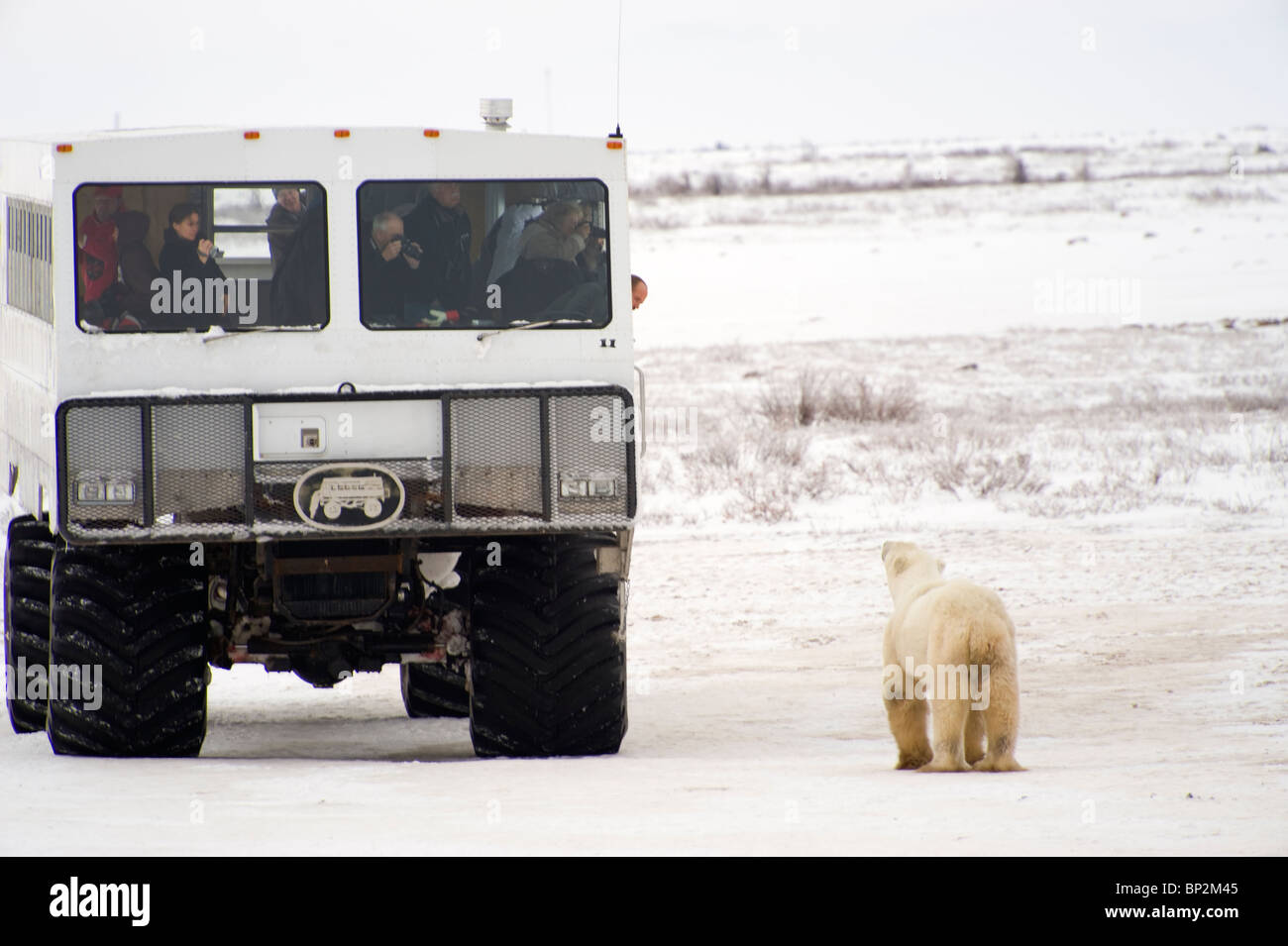Tundra buggy hi-res stock photography and images - Alamy