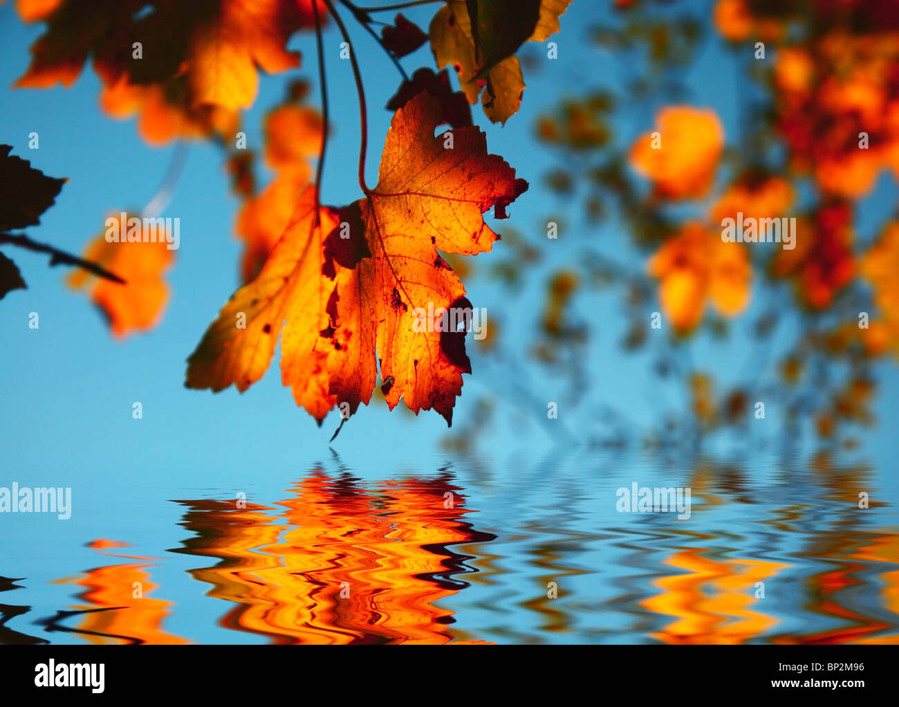 Autumn background with dry old maple leaves Stock Photo - Alamy