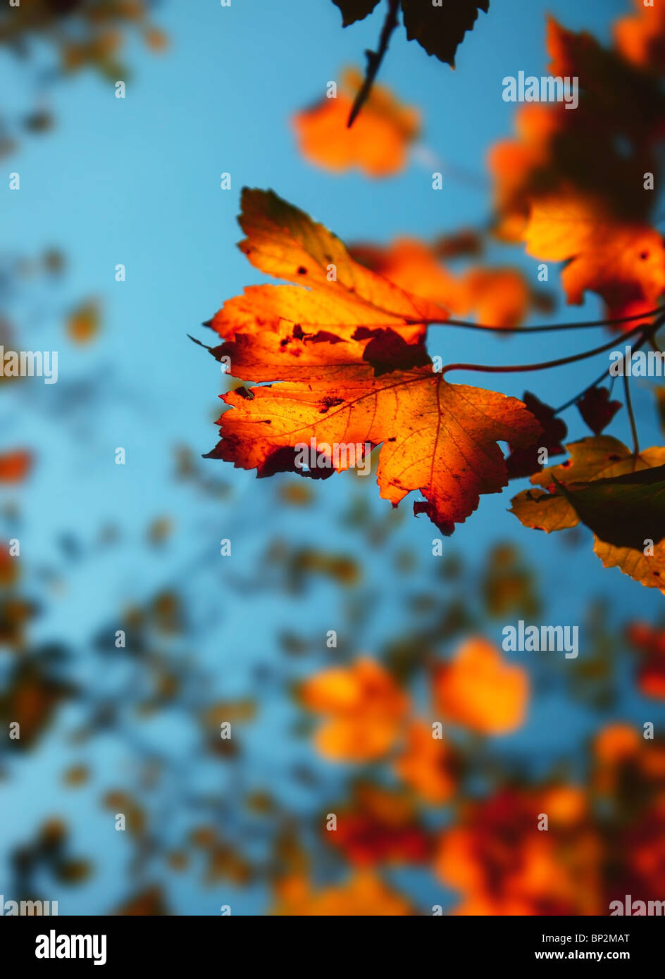 Plants outdoor leaf maple hi-res stock photography and images - Alamy